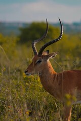 Close-up of an Impala (Aepyceros melampus) with long, curved horns in a lush grassy field