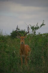 Adult male impala in Nairobi National Park. Kenya.