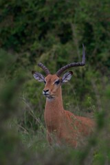Close-up shot of an adult male impala in Nairobi National Park. Kenya.