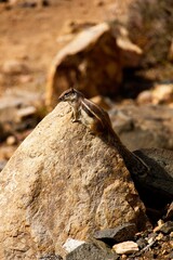 Vertical closeup shot of a squirrel on volcanic rocks