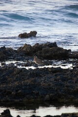 Curlew at the rocky beach of the Fuerteventura island, Spain