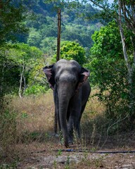 Fototapeta premium a lone elephant in the woods looking for food or water