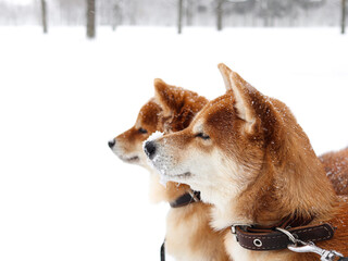 Shiba Inu dogs in the snow look into the distance. Cute fluffy dog