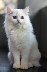 Vertical shot of an adorable white cat with light brown eyes