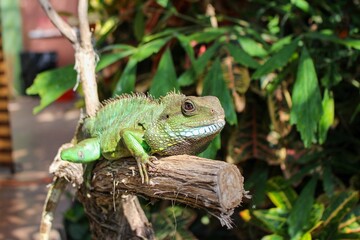 Naklejka na ściany i meble Closeup of a green lizard on a branch of a tree in a lush garden setting