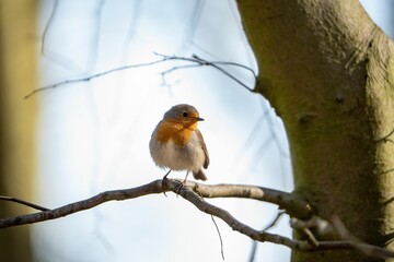 European robin perched on a tree branch in a natural setting.
