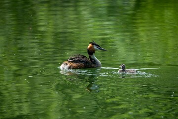 Great crested grebe with a chick swimming in the green waters of a lake.