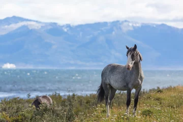 Rolgordijnen Horse in Patagonia © Galyna Andrushko
