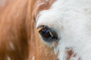 Rolgordijnen Horse eye © Galyna Andrushko