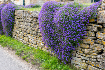 Wall flowers