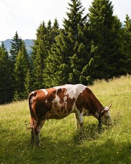 Fototapeta na wymiar Brown and white cow is contentedly grazing on a picturesque hillside that is lush with green grass