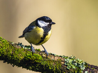 Great Tit, Parus major, bird in forest at winter sun
