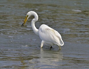 a large white bird standing in shallow water with it's mouth open