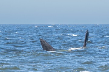 Fototapeta premium Playful dolphins swimming in the ocean
