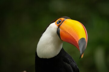 Closeup of a toucan bird perched on a branch in its natural habitat