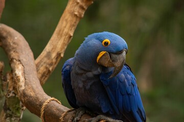 Vibrant, blue-colored parrot perched atop a tree branch, in a natural outdoor environment