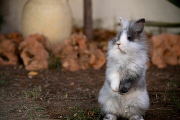 Small white and brown rabbit standing upright in a dirt field