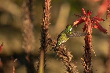 Obraz premium Hummingbird perched on a branch at sunset