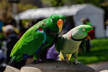 Closeup of brightly colored parrots perched on a with a blurry background