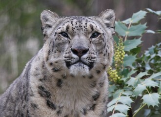 the snow leopard is staring straight ahead in the woods and leaves
