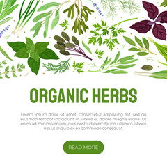 Garden Herb for Culinary Banner Design Vector Template