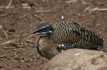 Adorable small bird perched atop a rock