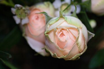 The pink rose close-up photo 