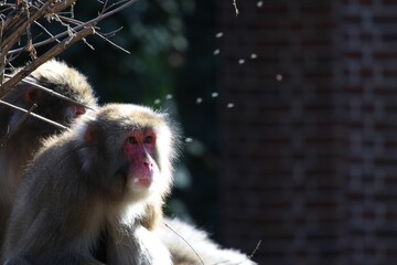 Macaque perched on a tree branch in a lush green forest