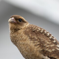 Closeup shot of a Common kestrel with a blurred background