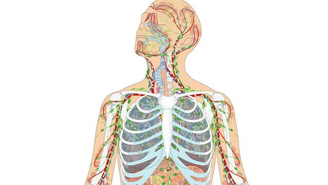 Animation Atmungssystem / Atmungsorgane sowie Blutkreislauf und Lymphsystem - Herz Blutkreislauf Lunge Luftr&ouml;hre Zwerchfell Lymphgef&auml;&szlig;e des Menschen