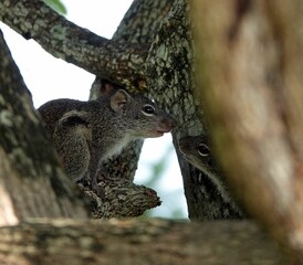 Small brown palm squirrel (Funambulus palmarum) atop a tree branch