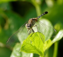 Different-winged dragonfly (Anisoptera) perched on a leaf in a natural outdoor setting