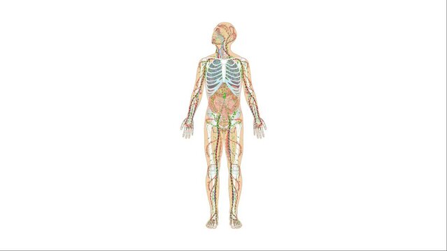 Animation Atmungssystem / Atmungsorgane sowie Blutkreislauf und Lymphsystem - Herz Blutkreislauf Lunge Luftröhre Zwerchfell Lymphgefäße des Menschen