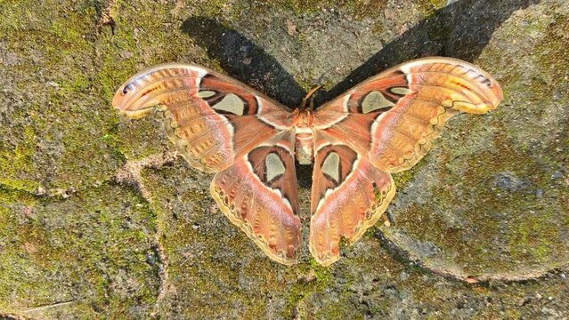 Closeup of the beautiful Atlas moth (Attacus atlas) with spread wings resting on a mossy rock