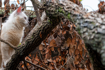 Obraz premium Cat in a tree looking for food, White cat, Himalayan cat