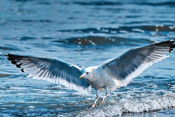 a seagull taking off its wings from the water