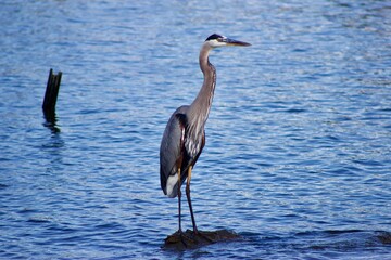 a heron standing in the water