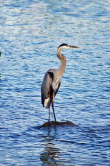Great blue heron standing in the wavy waters during the daytime