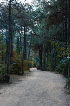A dirt trail in the forest for running or jogging