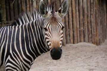 Close-up of a zebra at a zoo with a wooden fence in the background