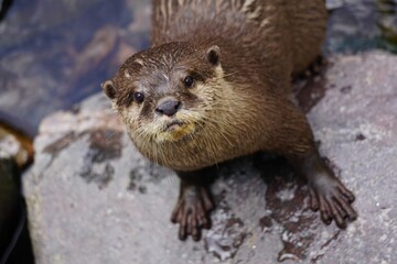 Otter perched atop a large rock in a lake looking at the camera