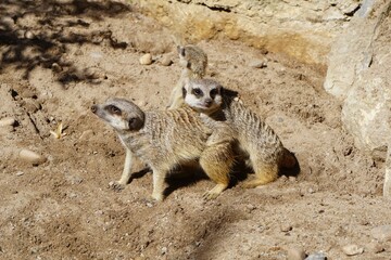 Three meerkats standing and sitting in a sandy desert environment