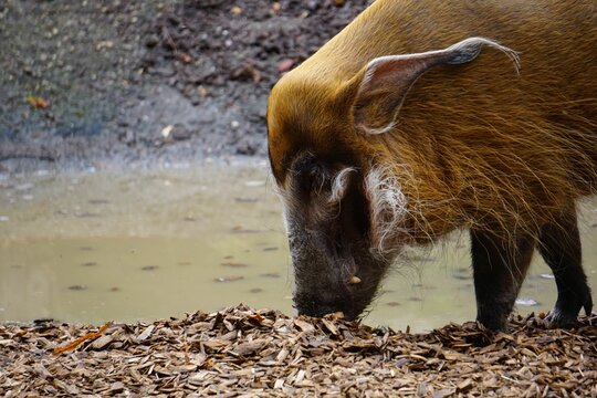 River pig (Potamochoerus porcus) standing in the foreground of a tranquil pond