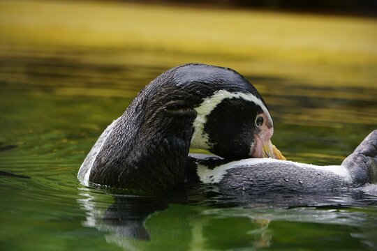 Close-up of a Humboldt penguin (Spheniscus humboldti) swimming in a pond