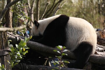 Obraz premium a panda bear walking on branches in the woods next to trees