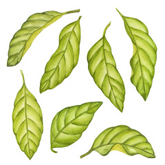 Set olive green foliage, avocado branches. Leaf of plantation matcha tea, tobacco, cocoa, citrus. Botanical. Hand drawn watercolor illustration isolated background. For vegetables, fruits, plants