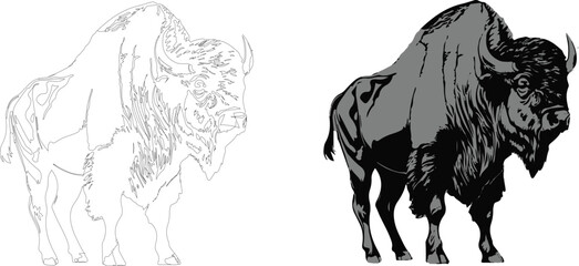 Vector illustration of a bison against a white background © Wirestock