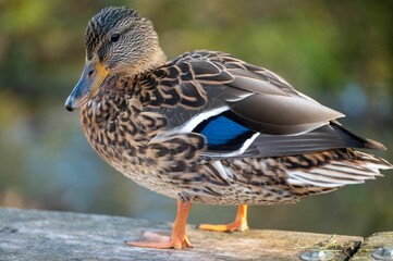 Mallard duck standing on a wooden board