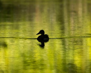 Close-up shot of a Mallard duck gliding on the tranquil surface of a lake