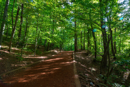 Green forest and jogging or running trail.